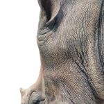 Closeup of a White Rhinoceros
