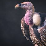 Closeup of a Ruppell's Griffon Vulture