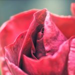 Red Roses Flower