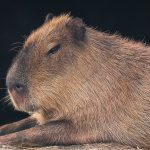 Closeup of a Capybara