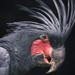 Palm Cockatoo Parrot