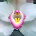 White Orchid Pistil Flower