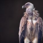 Himalayan Griffon Vulture Bird