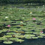 A Lotus Pond