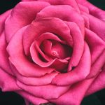 Closeup of a Pink Rose