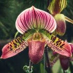 Paphiopedilum Lady Slipper Orchid