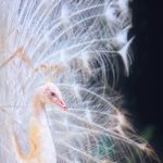 Closeup of a White Peafowl