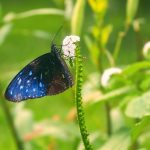 Macro of a Butterfly with Blue Wings