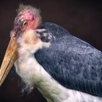 Portrait of a Marabou Stork