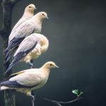 Pied Imperial Pigeons