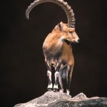 Portrait of a Nubian Ibex