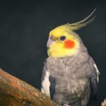 Portrait of a Male Cockatiel