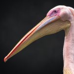 Portrait of a Great White Pelican