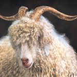 Portrait of an Angora Goat