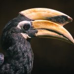 Portrait of an Oriental Pied Hornbill