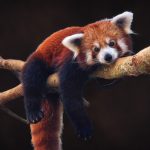 Portrait of a Red Panda