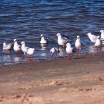 Red-billed gulls at Gold Coast Queensland Australia