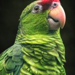 Closeup of a Red-Crowned Amazon